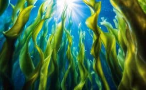 Beautiful algae and seabed